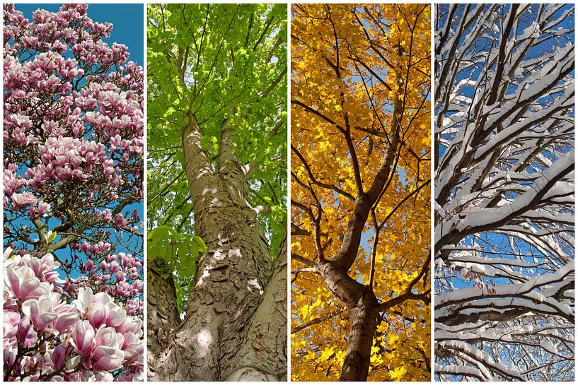 The four seasons by Michael Schuppich