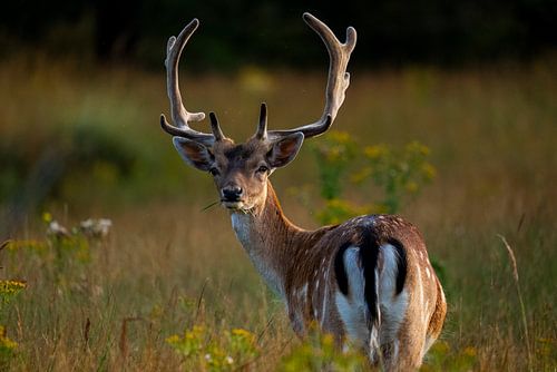 Fallow deer looking into the camera