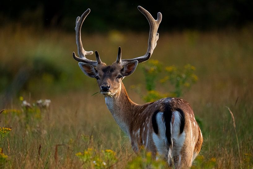 Fallow deer looking into the camera by Kevin Ike
