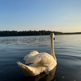 Le lac des cygnes sur Dominique van Ojik