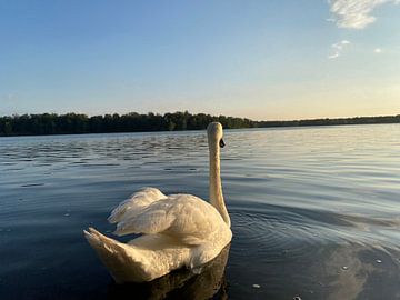 Swan Lake by Dominique van Ojik