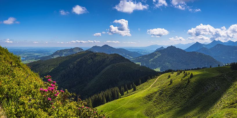 Alpenrosen auf dem Wertacher Hörnle von Walter G. Allgöwer