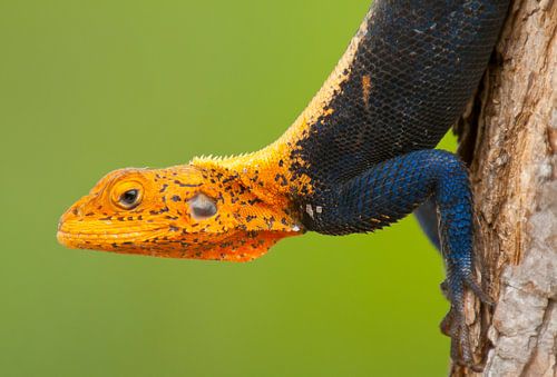 Porträt eines Agame