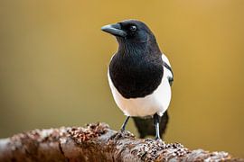 Portrait of a magpie
