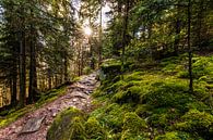 Wandelpad in Bad Wildbad in het Zwarte Woud van Werner Dieterich thumbnail