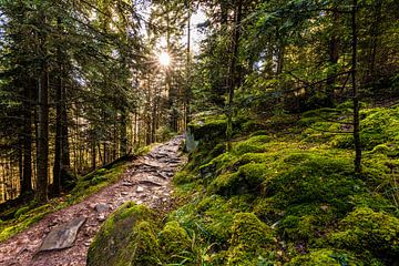 Wanderweg in Bad Wildbad im Schwarzwald von Werner Dieterich