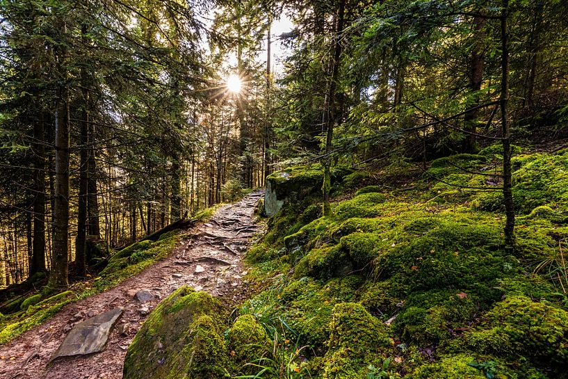 Wandelpad in Bad Wildbad in het Zwarte Woud van Werner Dieterich