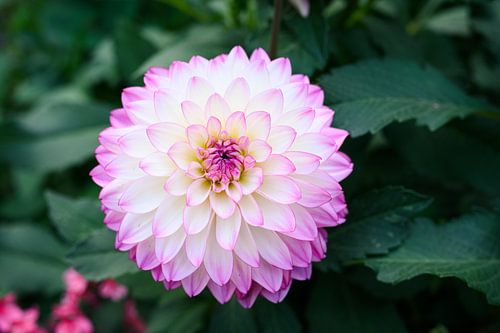 Dahlia bloem
