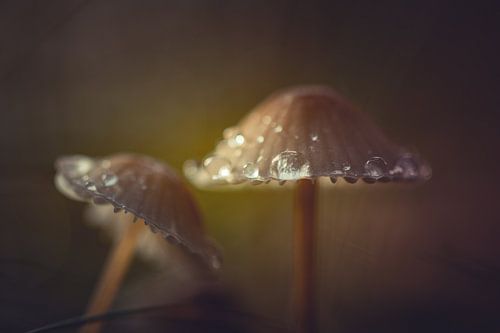 Champignon