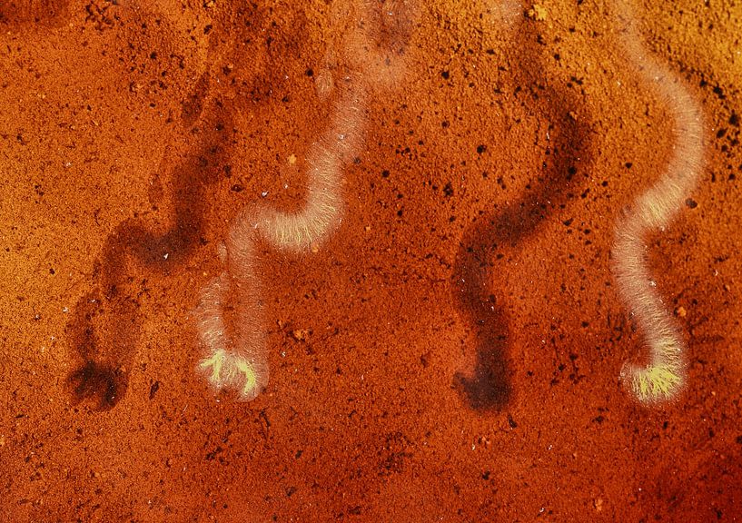 Double image par Esther Bakker-van Aalderen