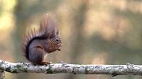 Ecureuil mangeur sur une branche