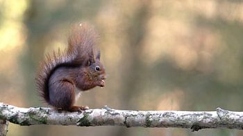 Etende eekhoorn op tak