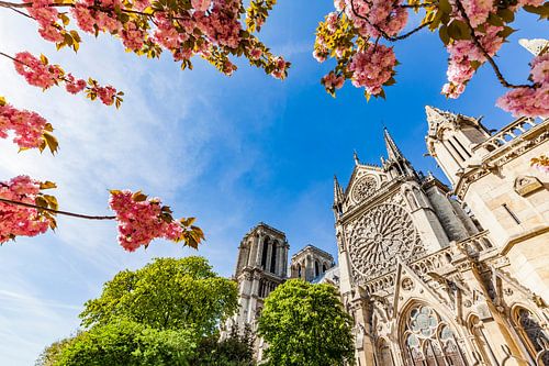 Cherry blossom at Notre-Dame de Paris Cathedral in Paris