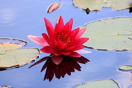 Beau nénuphar pittoresque