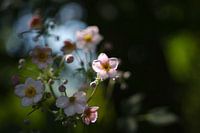 fleurs roses, anémones d'automne