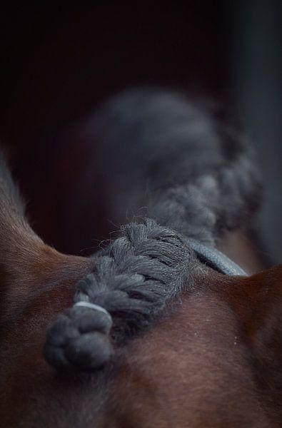 wedstrijd knotje von Rachel Beijkirch