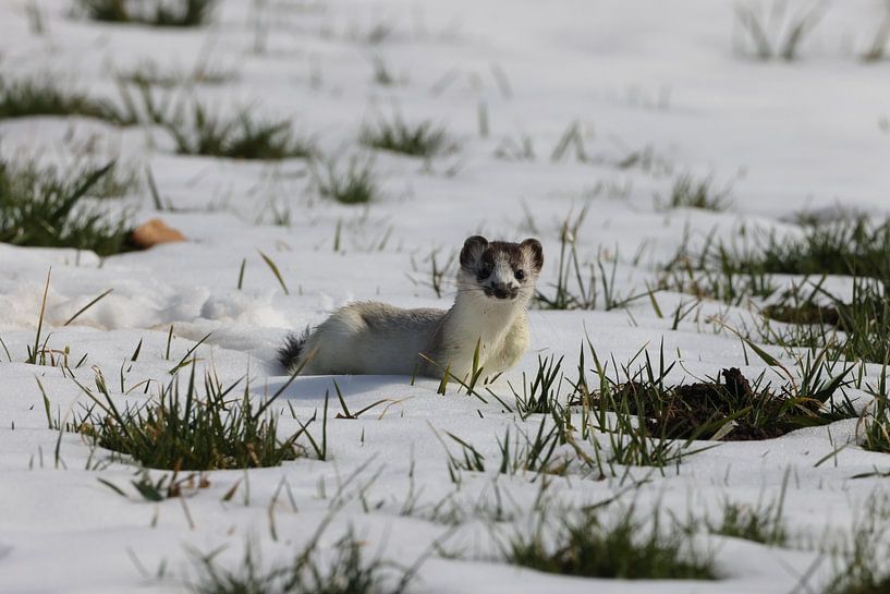 Stoat (Mustela erminea) belette à queue courte Allemagne par Frank Fichtmüller