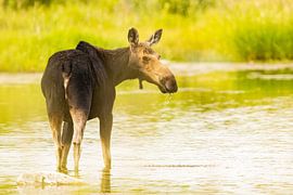 Elche im Snake River, Amerika von Kris Hermans