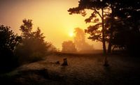 Soesterduinen in de mist