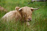Scottish Highlander