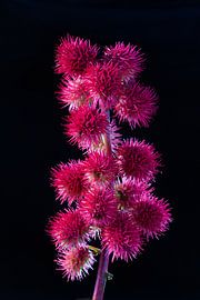Capsules de graines de ricin, arbre miracle