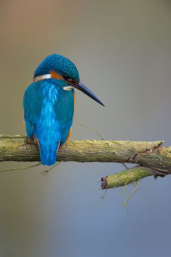 IJsvogel - Concentratie