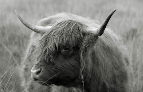 Scottish Highland cattle 22