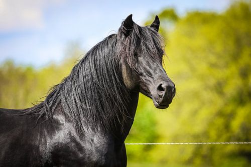 Hengst portret