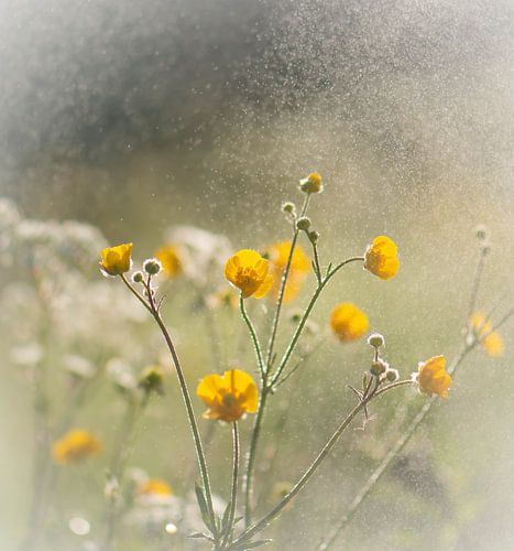 nevelige boterbloemples