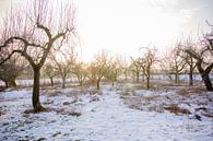 Boomgaard in de winter van Tess Smethurst-Oostvogel thumbnail