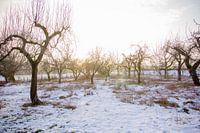 Boomgaard in de winter