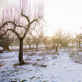 Boomgaard in de winter by Tess Smethurst-Oostvogel