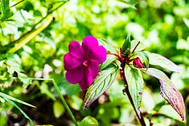 Tropische paarse bloem uit de Amazone Jungle van Peru, Zuid Amerika von John Ozguc