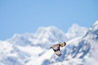 ein adler vor den bergen an der carretera austral