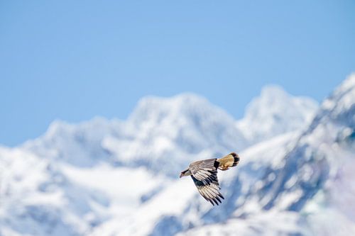 un aigle contre les montagnes sur la route de la carretera austral