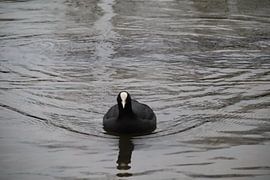 Coot in the water by Nicole Van Stokkum