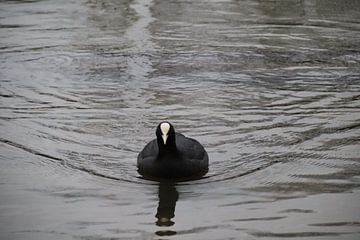 Foulque dans l'eau sur Nicole Van Stokkum