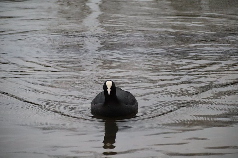 Foulque dans l'eau par Nicole Van Stokkum