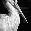 Storchen Porträt in Schwarz Weiss von Jürgen Schmittdiel Photography