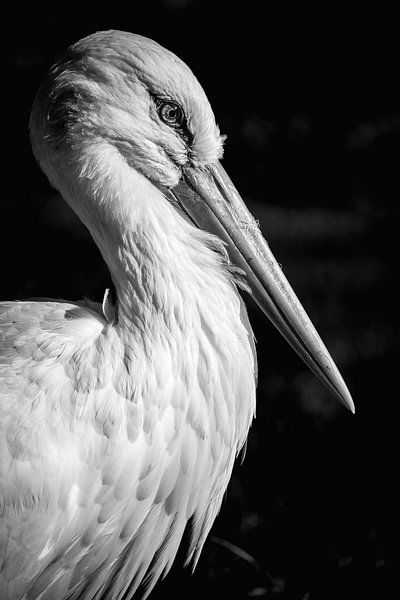 Storchen Porträt in Schwarz Weiss von Jürgen Schmittdiel Photography