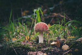 Herbst - Pilze 2 von DTC Art