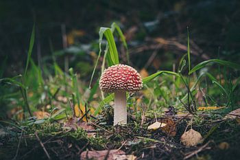 Automne - Champignons 2