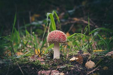 Autumn - Mushrooms 2 by DTC SnapShots