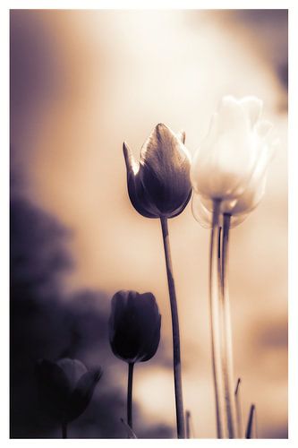 Flower Power - Een vleugje emotie - sfeervolle bloemenzee van tulpen in stille rouw
