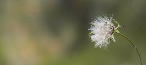 Blowball in the wind