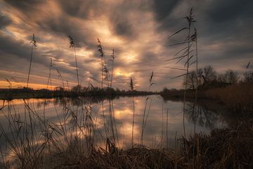 Meertje met mooie zonsopkomst