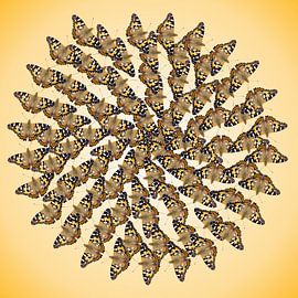 Butterfly Spiraal van Joke ten Veen