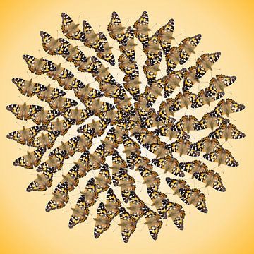 Spirale de papillon sur Joke ten Veen