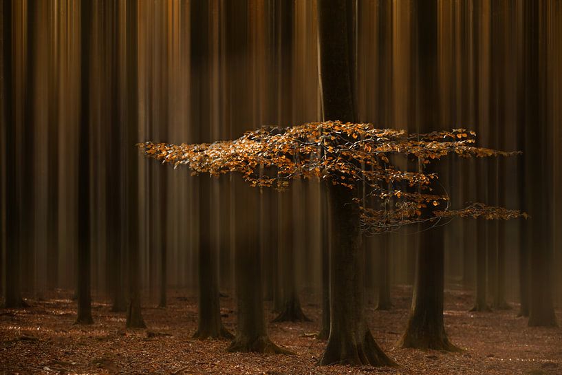 Lights of fall von Roelie Steinmann