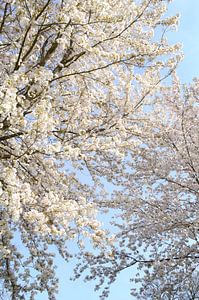 Blüte